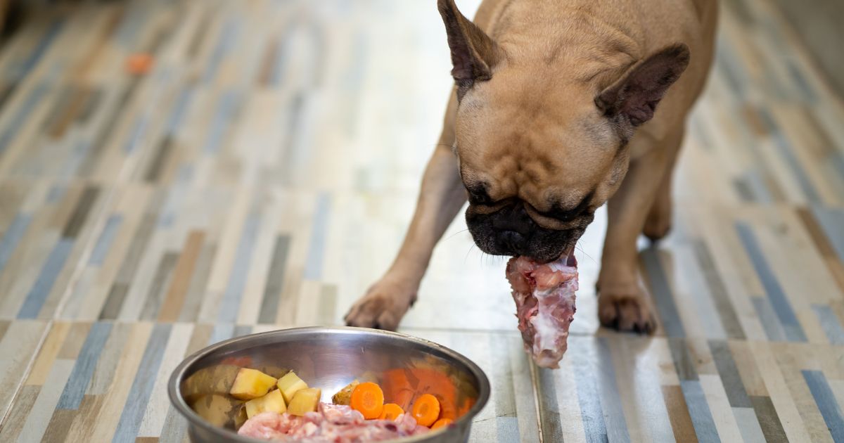 Adverse Food Reaction in Pets