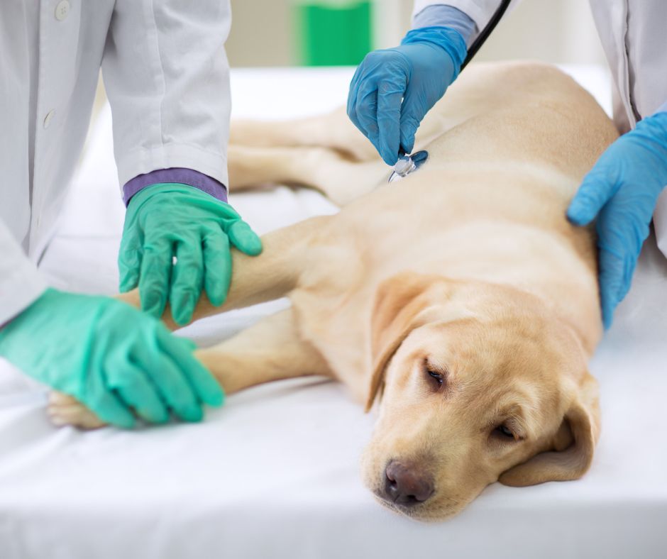 are antiobiotics used to treat pancreatitis in dogs