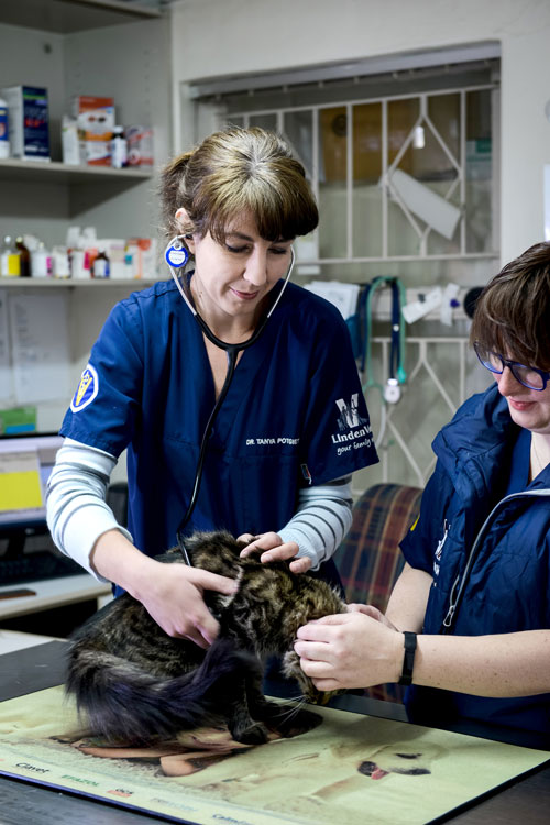 Your pet's once a year health check-up