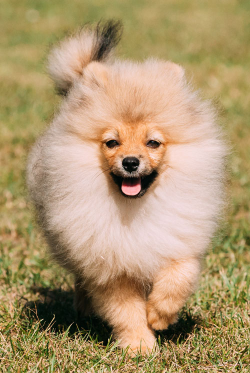 Pomeranian collapsed best sale trachea treatment