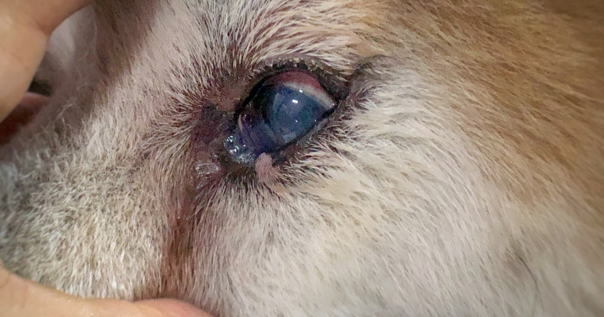 Over the counter 2024 treatment for dog conjunctivitis