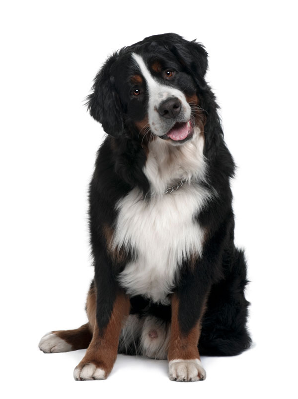 how long does vestibular syndrome last in dogs