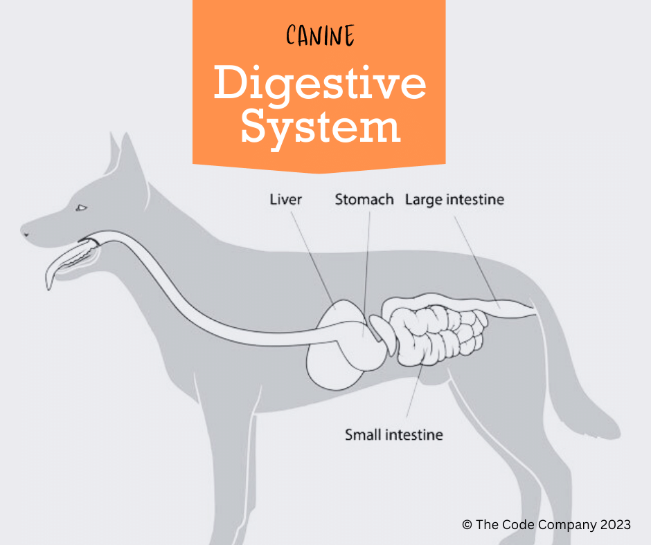 The canine digestive system
