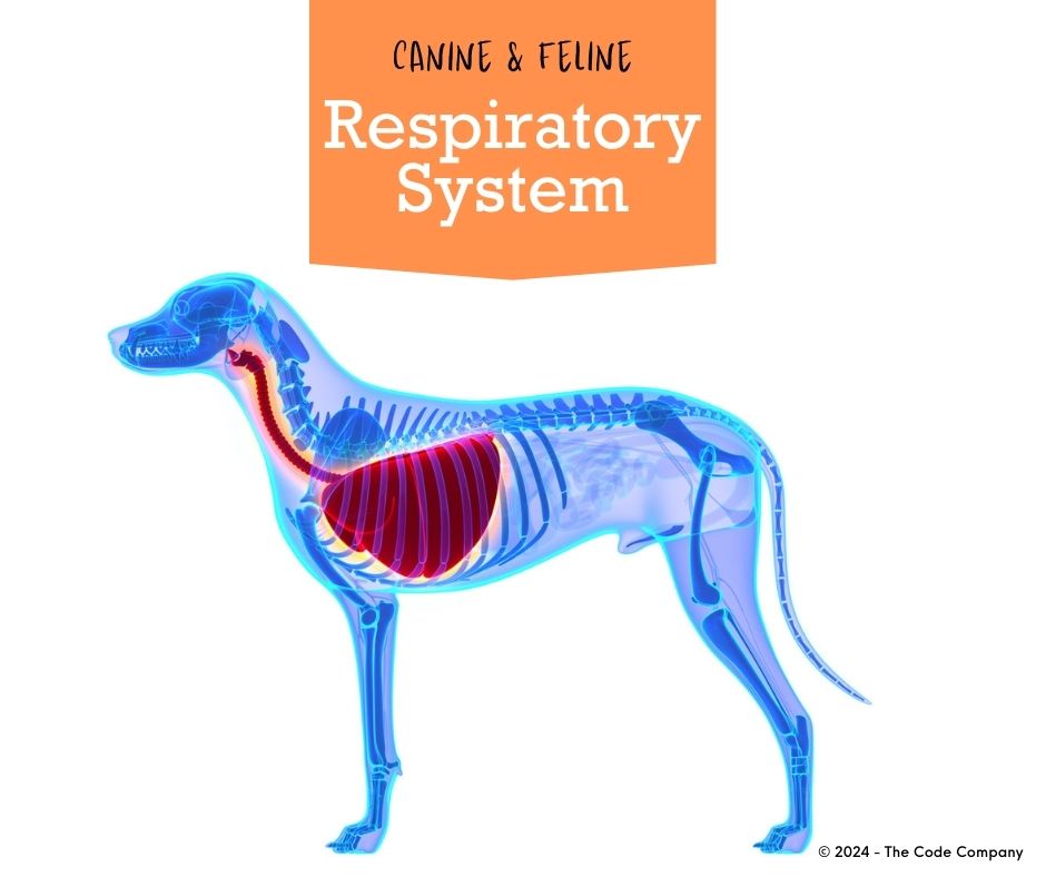 The respiratory system of dogs and cats